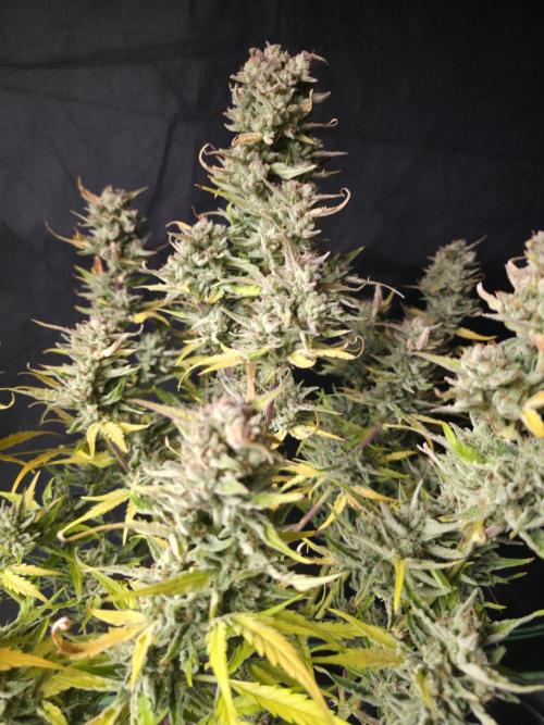 Amnesia Bilbo Auto - Genehtik. Week 11 - Day 75