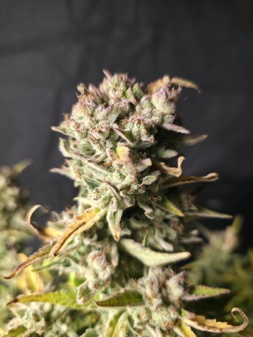 Amnesia Bilbo Auto - Genehtik. Week 11 - Day 75