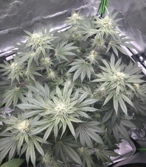 Orange Creampop - HSC. Week 11 - Day 76