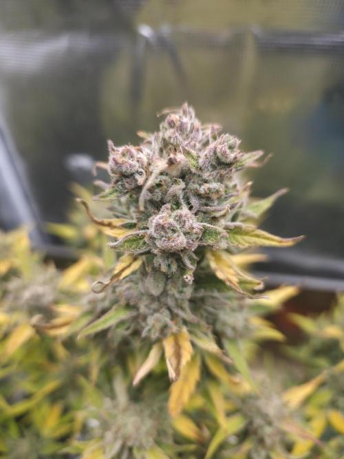 Amnesia Bilbo Auto - Genehtik. Week 11 - Day 76