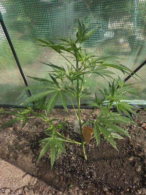2nd Try Outdoor - Brutalis Auto. Week 6 - Day 42