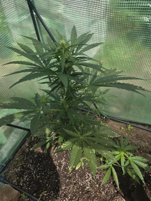 Killer Haze Auto - Outdoor. Week 6 - Day 42