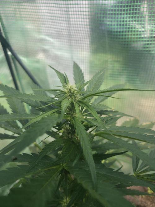 Killer Haze Auto - Outdoor. Week 6 - Day 42