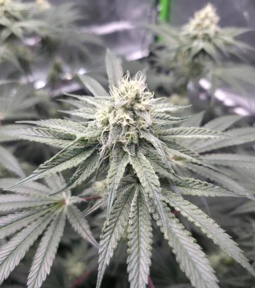 Orange Creampop - HSC. Week 11 - Day 77