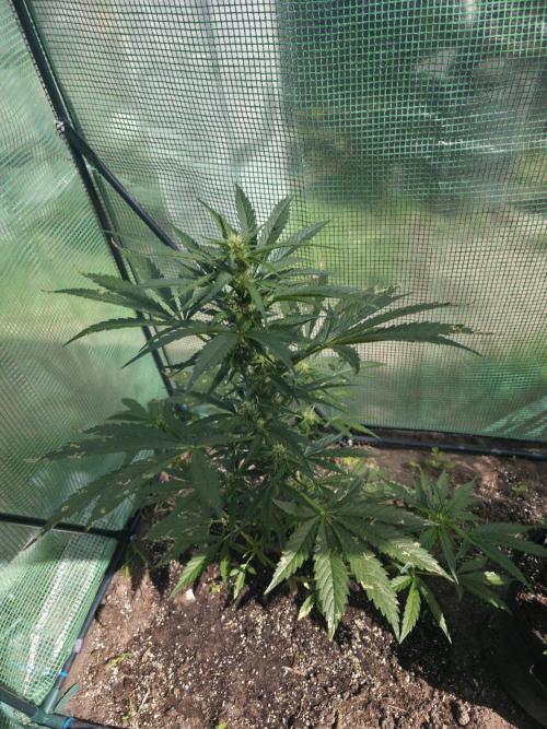 Killer Haze Auto - Outdoor. Week 7 - Day 43