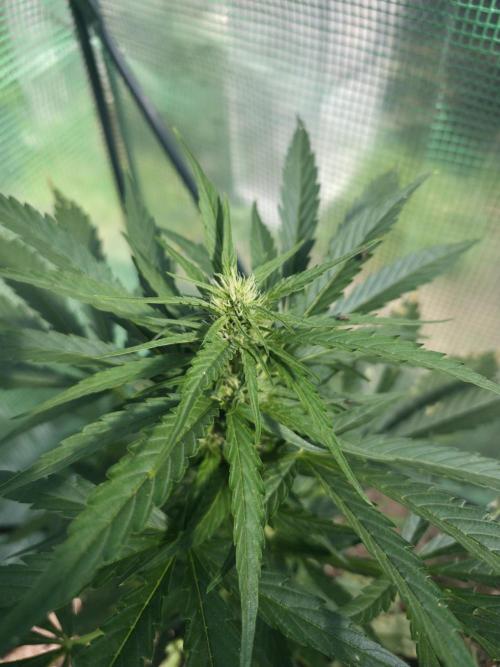 Killer Haze Auto - Outdoor. Week 7 - Day 43