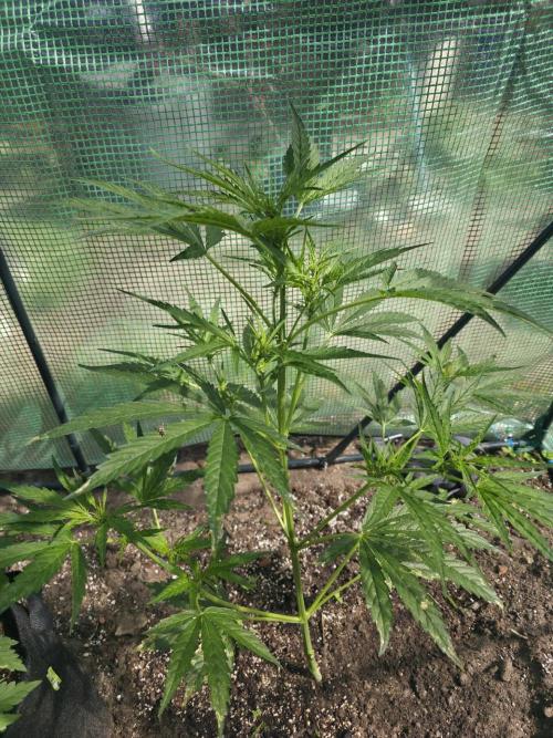 2nd Try Outdoor - Brutalis Auto. Week 7 - Day 43