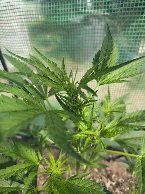 2nd Try Outdoor - Brutalis Auto. Week 7 - Day 43