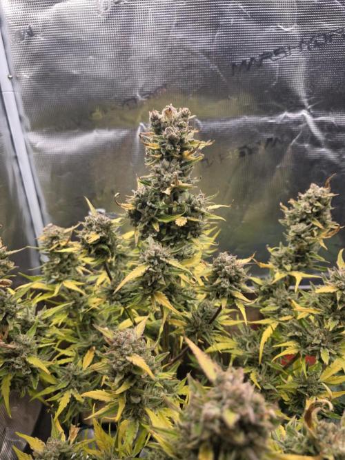 Amnesia Bilbo Auto - Genehtik. Week 11 - Day 77