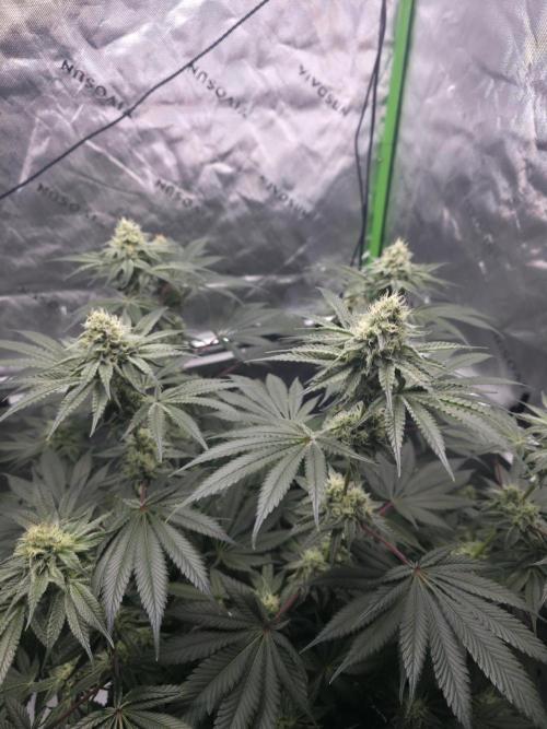Orange Creampop - HSC. Week 12 - Day 78