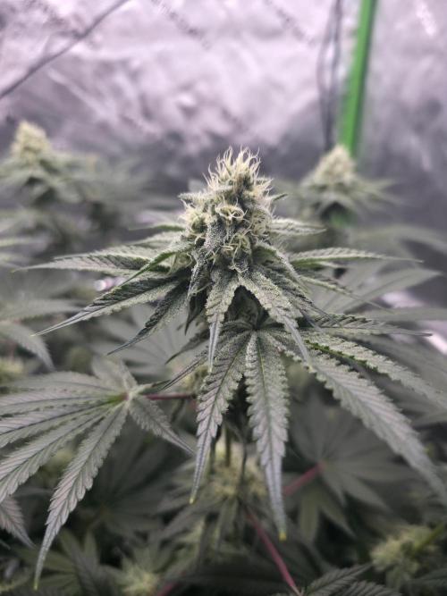 Orange Creampop - HSC. Week 12 - Day 78