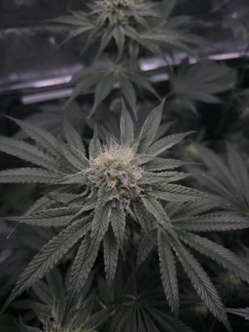Orange Creampop - HSC. Week 12 - Day 78