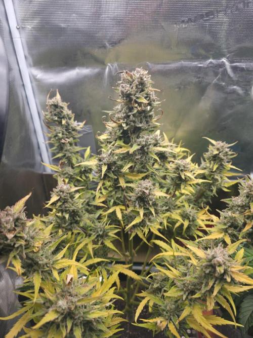 Amnesia Bilbo Auto - Genehtik. Week 12 - Day 78