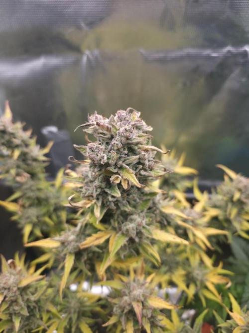 Amnesia Bilbo Auto - Genehtik. Week 12 - Day 78