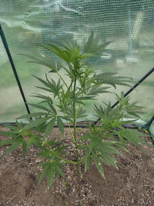 2nd Try Outdoor - Brutalis Auto. Week 7 - Day 44