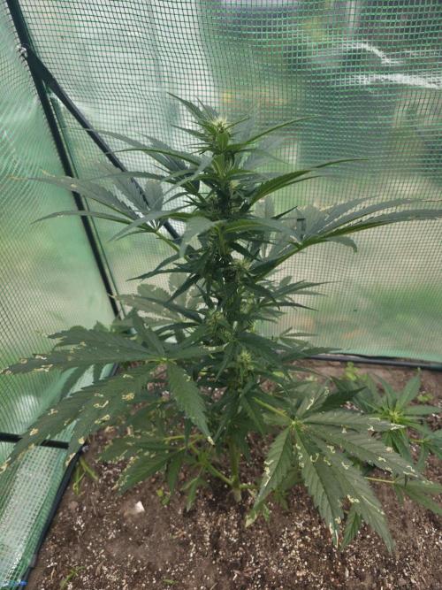 Killer Haze Auto - Outdoor. Week 7 - Day 44