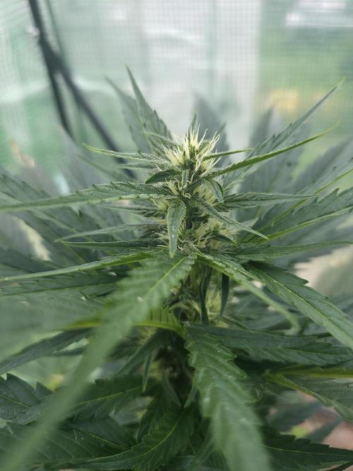 Killer Haze Auto - Outdoor. Week 7 - Day 45
