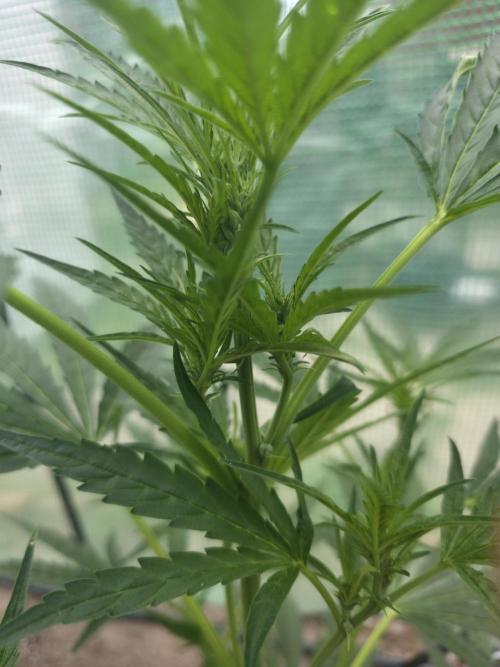2nd Try Outdoor - Brutalis Auto. Week 7 - Day 45