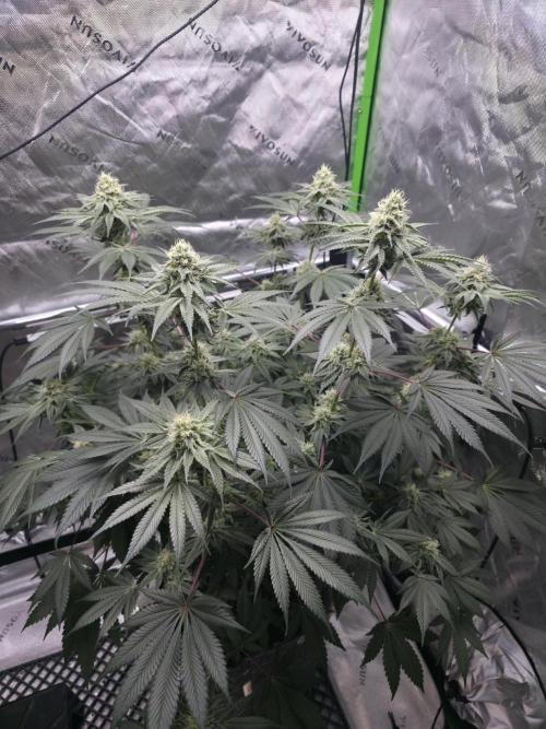Orange Creampop - HSC. Week 12 - Day 79