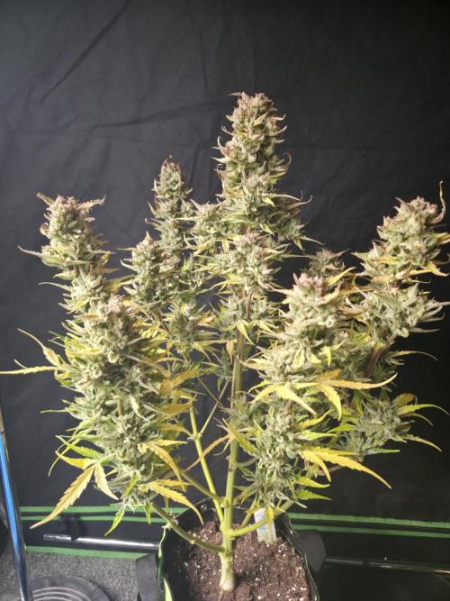 Amnesia Bilbo Auto - Genehtik. Week 12 - Day 79