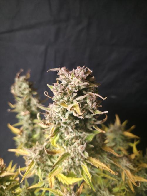 Amnesia Bilbo Auto - Genehtik. Week 12 - Day 79