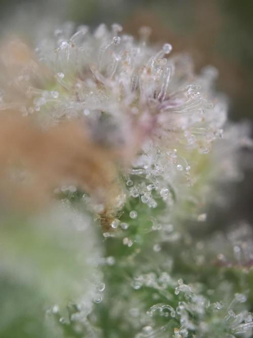 Amnesia Bilbo Auto - Genehtik. Week 12 - Day 79