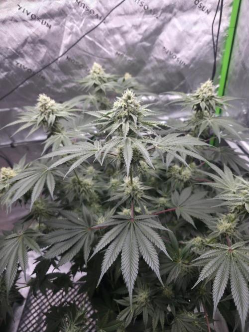 Orange Creampop. Week 12