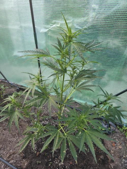 2nd Try Outdoor - Brutalis Auto. Week 7 - Day 47