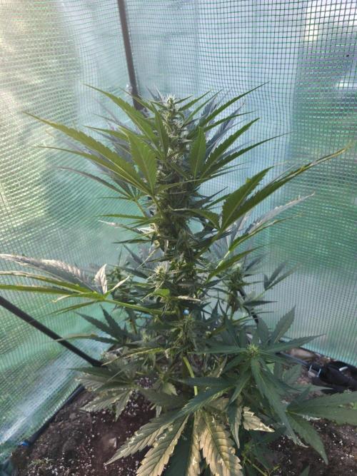 Killer Haze Auto - Outdoor. Week 7 - Day 47