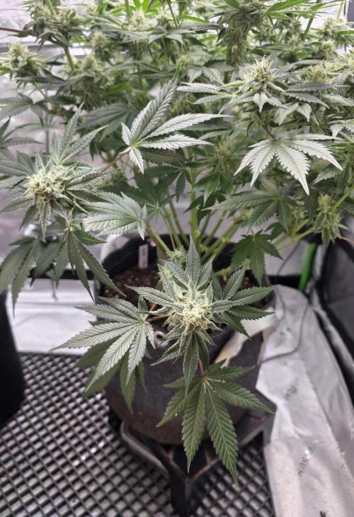 Orange Creampop. Week 12