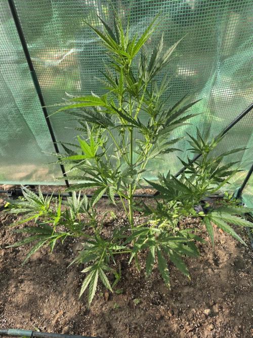 2nd Try Outdoor - Brutalis Auto. Week 7 - Day 48