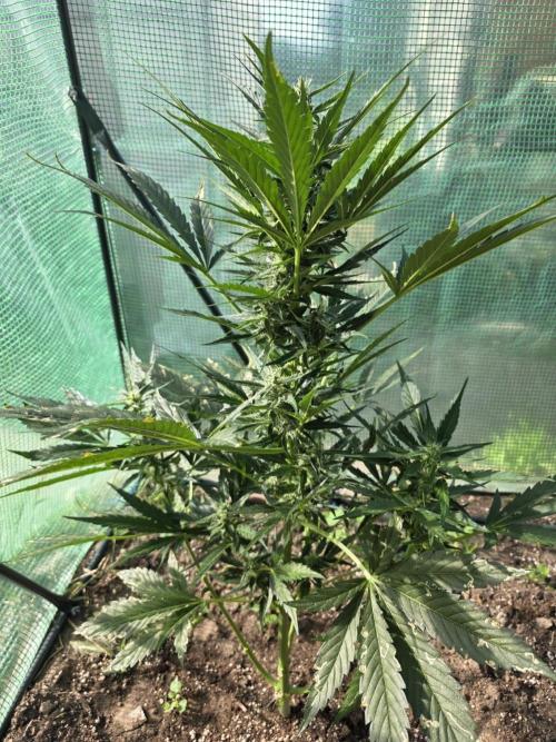 Killer Haze Auto - Outdoor. Week 7 - Day 48