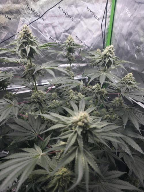 Orange Creampop. Week 12