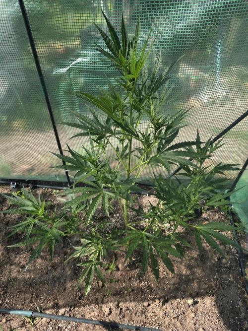 2nd Try Outdoor - Brutalis Auto. Week 7 - Day 49