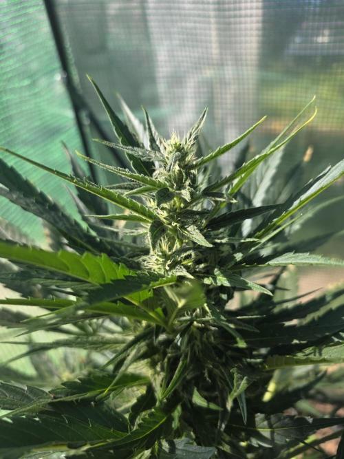 Killer Haze Auto - Outdoor. Week 7 - Day 49
