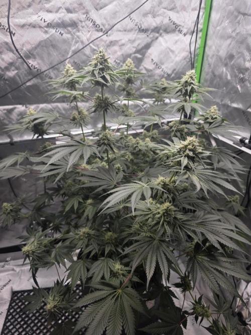 Orange Creampop - HSC. Week 12 - Day 84