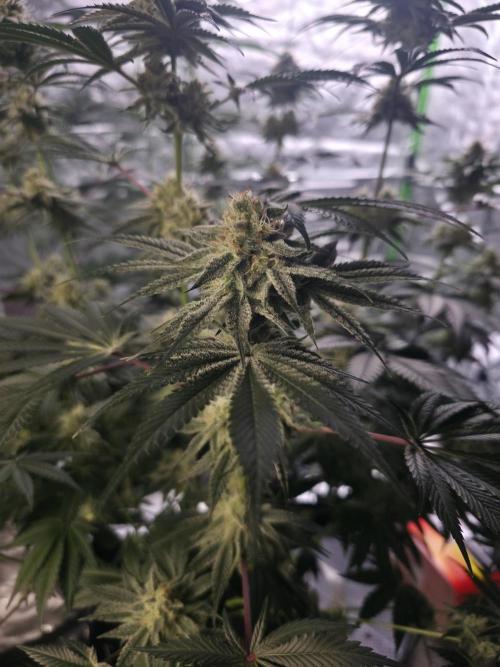 Orange Creampop - HSC. Week 12 - Day 84