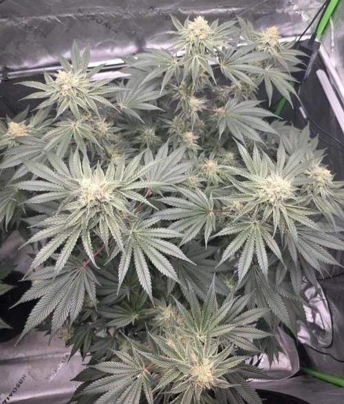 Orange Creampop - HSC. Week 13 - Day 85