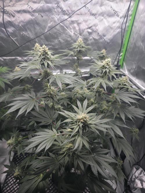 Orange Creampop - HSC. Week 13 - Day 85