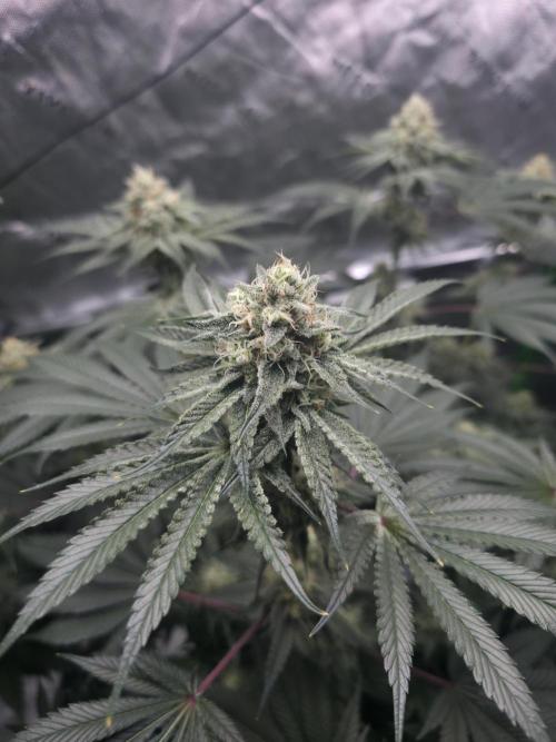 Orange Creampop - HSC. Week 13 - Day 85