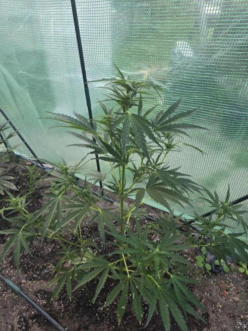 2nd Try Outdoor - Brutalis Auto. Week 8 - Day 50
