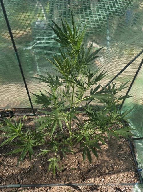2nd Try Outdoor - Brutalis Auto. Week 8 - Day 51