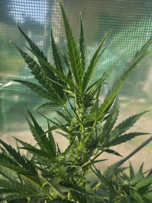 2nd Try Outdoor - Brutalis Auto. Week 8 - Day 51