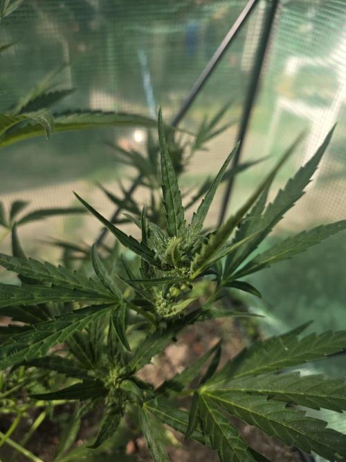 2nd Try Outdoor - Brutalis Auto. Week 8 - Day 51