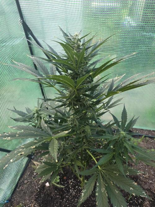 Killer Haze Auto - Outdoor. Week 8 - Day 50