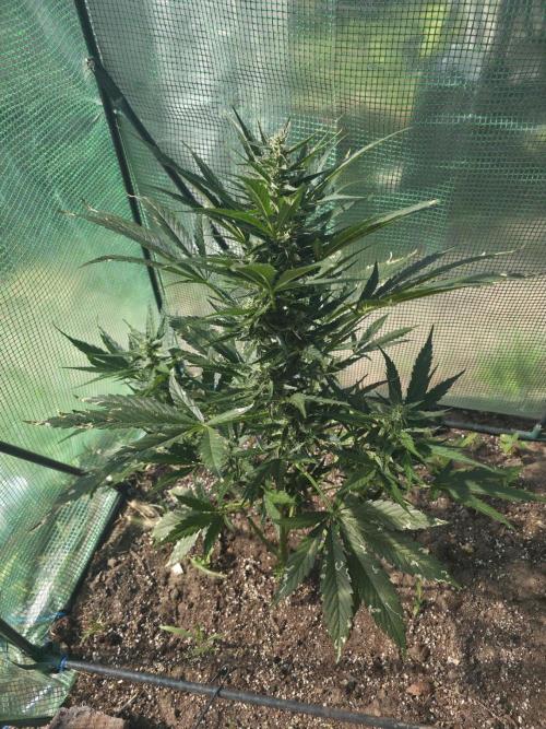 Killer Haze Auto - Outdoor. Week 8 - Day 51