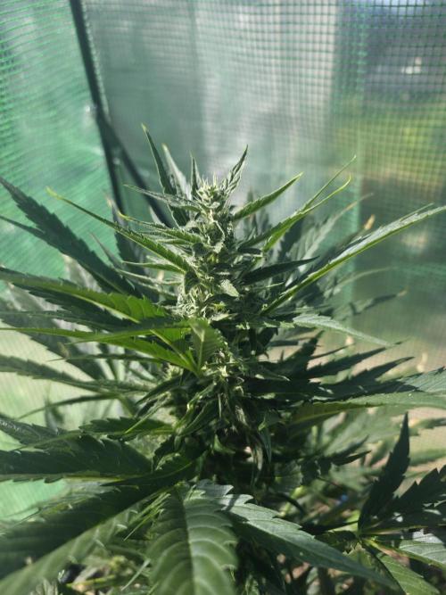 Killer Haze Auto - Outdoor. Week 8 - Day 51