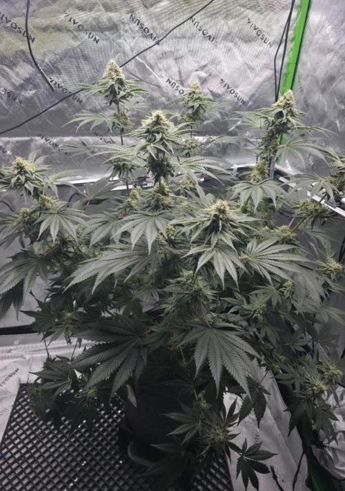 Orange Creampop. Week 13