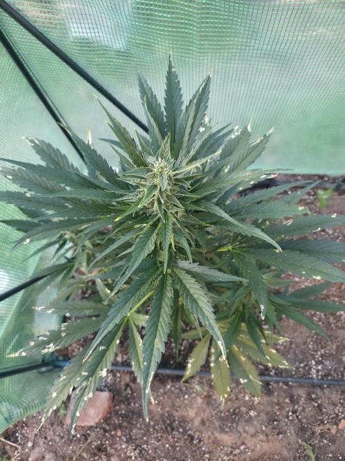 Killer Haze Auto - Outdoor. Week 8 - Day 52