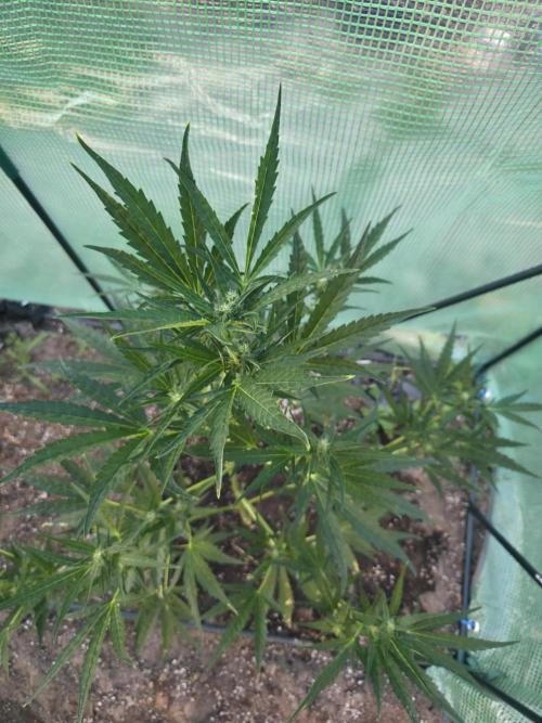 2nd Try Outdoor - Brutalis Auto. Week 8 - Day 52